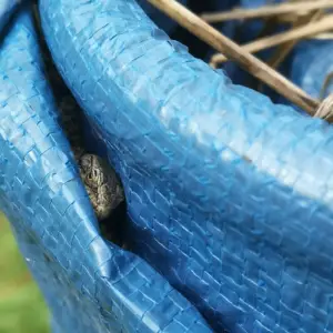orvet et biodiversité financement de leur protection grâce à nos montres en bois