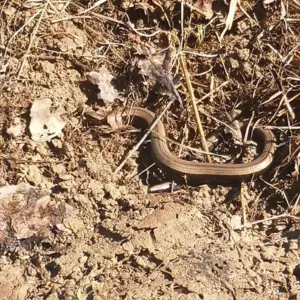L'orvet, les gardiens de l'ombre et la protection grâce à l'achat des montres en bois