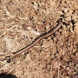 L'orvet, les gardiens de la biodiversité protégés grâce à nos montres en bois
